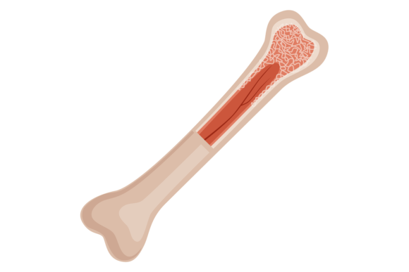 Download Bone Structure. Medical Educational Illu - Cat Collection