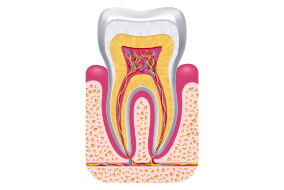 Download Tooth Anatomy. Dental Structure. Educati - Cat Collection